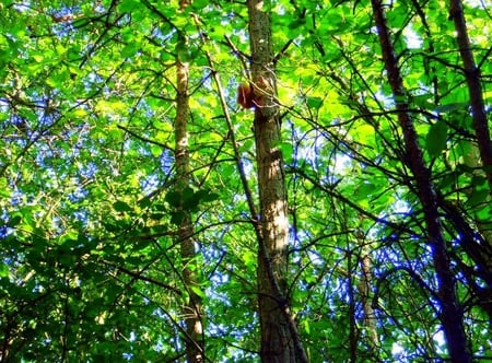 Find me - nature, trees, squirrel, green, summer