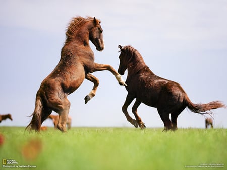 Horse Play - fun, play, pasture, horses