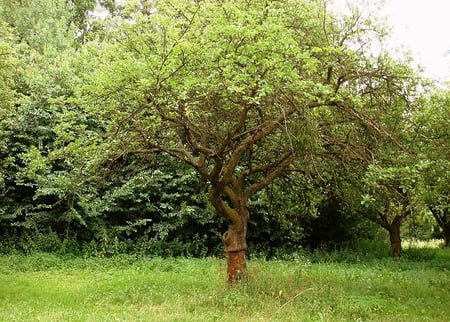 Old orchard - trees, landscape, green, summer, orcgard