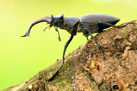 Gladiator - animal, insect, wood, photography