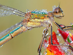 emerald_damselfly