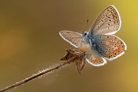 warming - warm, animal, zoom, butterfly, color, photo