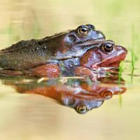 moor_frogs