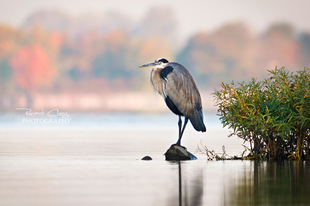 napping - bird, animal, sleep, nature, reflecton, alone, lake