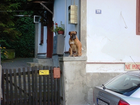 Watchdog - dogs, funny, places, animals