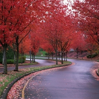 Autumn-trees-along-the-road