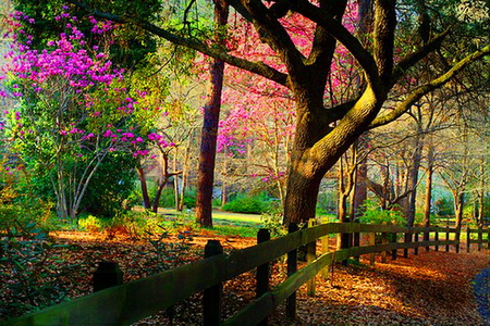 The wonder of it all - trees, sunlight, burgundy, path, yellow, pink, red, green, orange, color