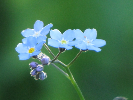 Blue flower - green, evening, blue, moment