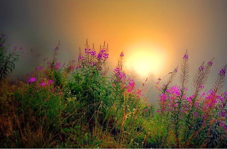 Who planted the wildflowers? - hill, wildflowers, sunset, green, grass, pink