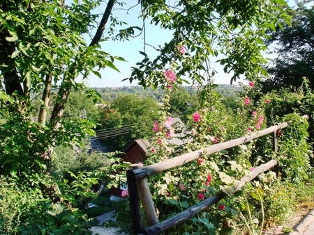 Through the fence - fence, trees, landscape, green, summer