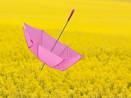 Caught in the wind - pink, wind, flowers, field, yellow, umbrella, floating