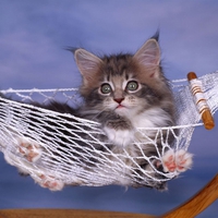 Kitty in hammock