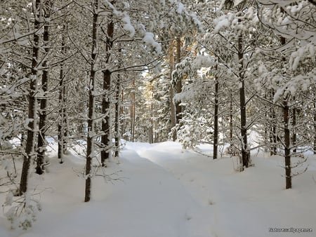 Soft Snow - trees, winter, snow, forest, light, path, white, nature, cold, limbs