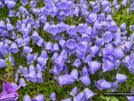 Campanula