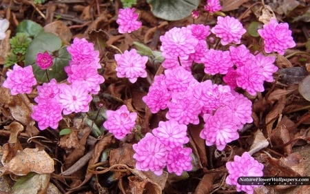 Hepatica - ground, pretty, nature, hepatica, flower, petals, pink, leaves