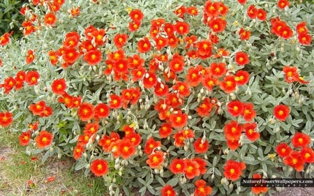 Orange Red - many, red, flower, petals, ground, orange, leaves, nature