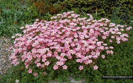 Saxifraga - flower, pink, leaves, nature, saxifraga, grass