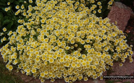 Yellow and White - many, white, flower, stem, yellow, nature, green