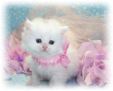 sweetie - white, sweetie, pink, kitten