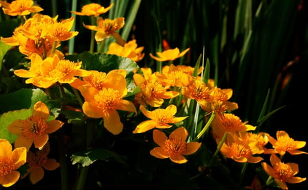 Orange flores - flowers, orange, nature, green