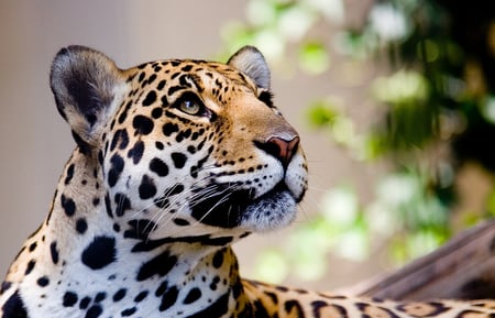 Leopard - leopard, face, animals, other