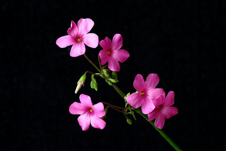 Pink flowers - black, flowers, nature, pink