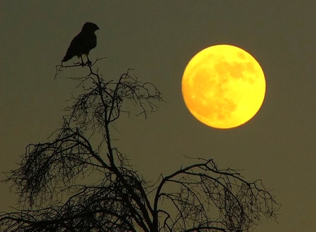 Splendor of our world-30 - bird, field, moon, tree, amazing