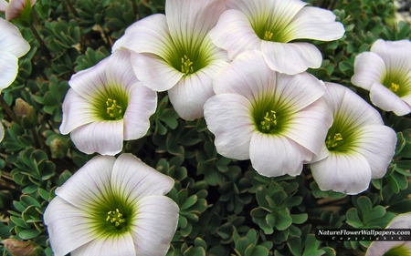 White Oxalis - white, nature, petals, green, big, leaves, flower