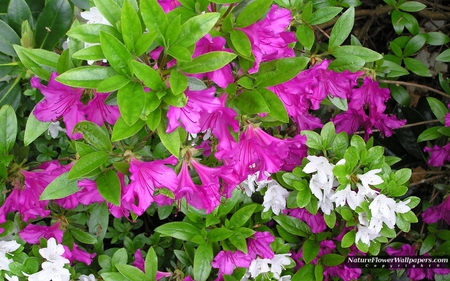 Rhododendron - white, flower, purple, rhododendron, leaves, green