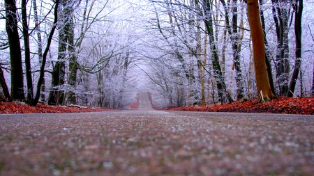 WINTER FOREST ROAD - trees, snow, winter, distance, leaves, road