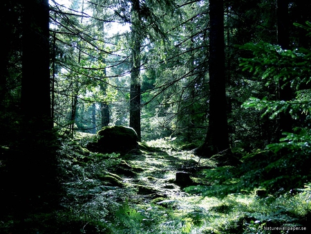 Dark Light - nature, bark, trees, forest, light, dirt, rock, limb