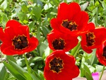 Cheery Tulips