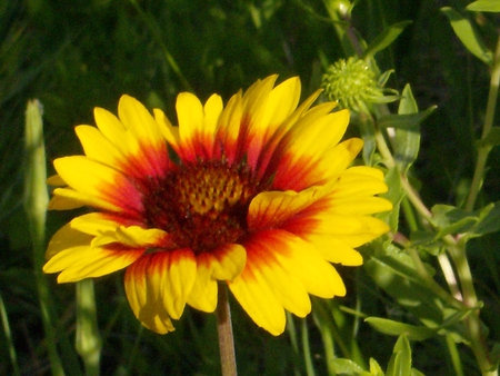 Sunset Daisy - nature, flora, daisy, flowers, flower