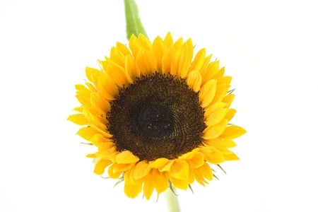 Sunflower - sunflower, white, yellow, large, flower