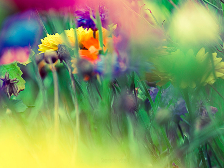 les_couleurs_de_la_nature - flowers, nature, colors, grass