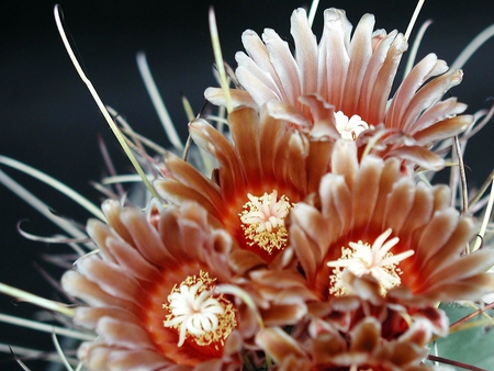 Flowers - cactus, nature, beauty, thorns, flowers