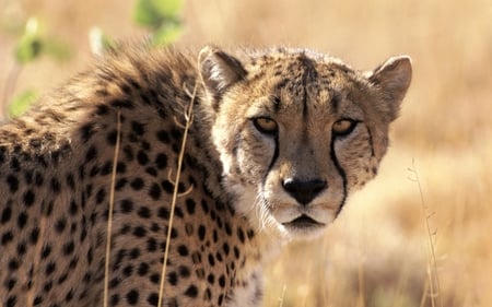 Cheetah - animal, feline, cheetah, cat