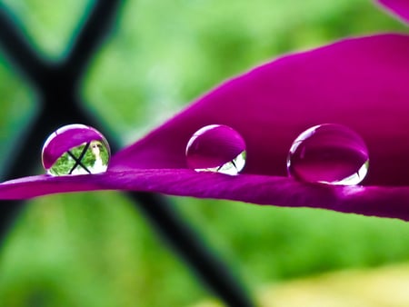 magenta_droplet - drop, magenta, macro, 3d, color, wet, leaf