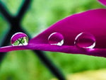 magenta_droplet