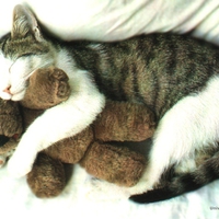 Cat with teddy bear