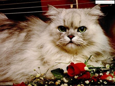 Cat with rose - cat, rose, flower, kitten