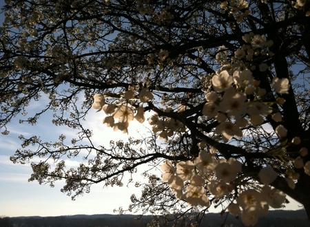 Dogwood Blossoms - dogwood, flower, tree, blossom