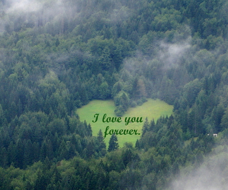 I love you forever! - beauty, morning, trees, love