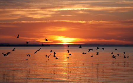 Sunset on the water - bird, beauty, lake, sunset