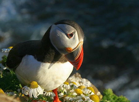 Cute Puffin - cute, puffin, picture, beautiful