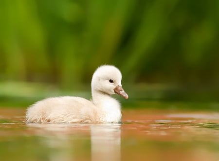 White Duckling - white, cute, picture, duckling