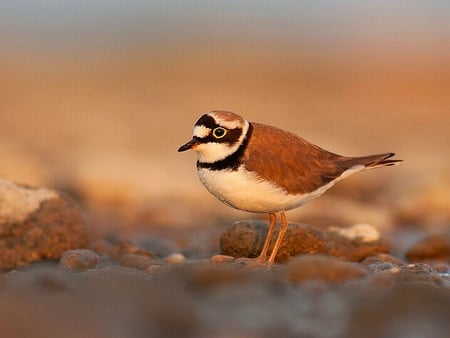 Little_Ringed_Plover - plover, little, cute, picture, ringed