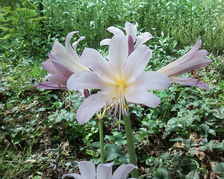 lily - summer, garden, lily, pink