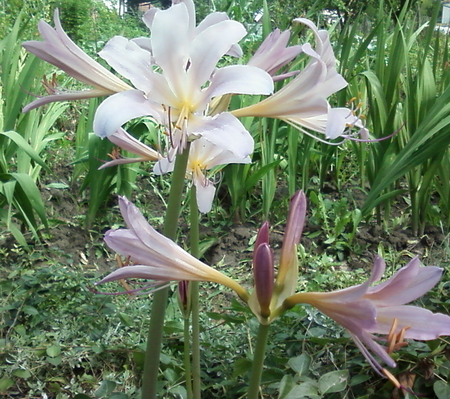 lily - summer, garden, lily, pink