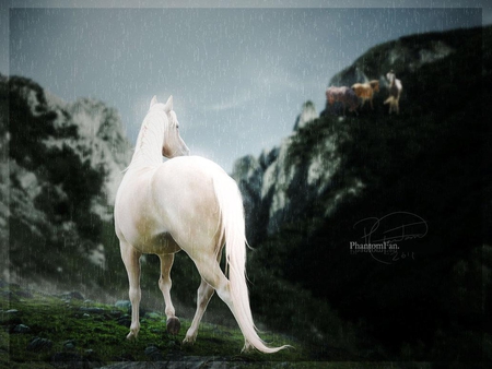 evangeline - white, horse, dark, rain, animal